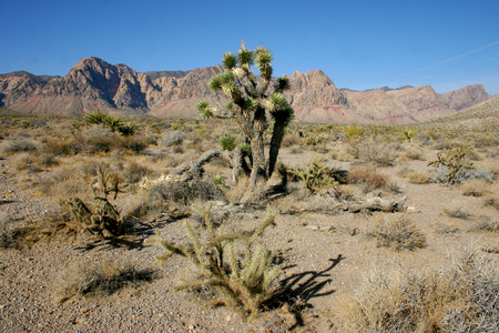 Yucca Tree in the Mountains, Joshua Tree National Parkの写真素材