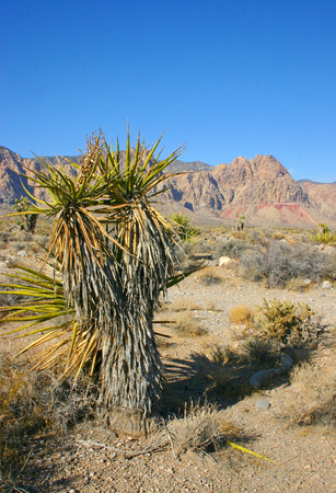 Yucca Tree in the Mountains, Joshua Tree National Parkの写真素材