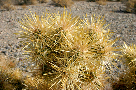 Cholla cactus garden in Joshua tree national park, California,Cylindropuntia bigeloviiの写真素材