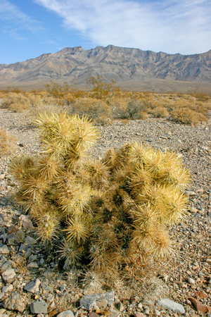 Cholla cactus garden in Joshua tree national park, California,Cylindropuntia bigeloviiの写真素材