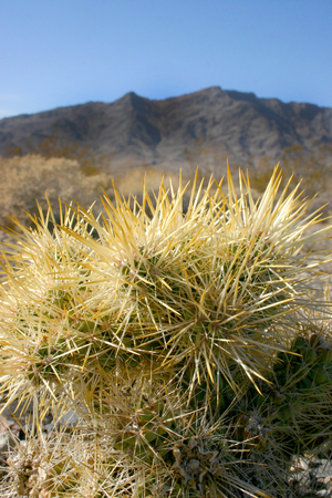 Cholla cactus garden in Joshua tree national park, California,Cylindropuntia bigeloviiの写真素材