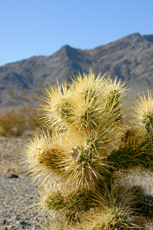 Cholla cactus garden in Joshua tree national park, California, Cylindropuntia bigeloviiの写真素材