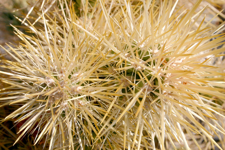 Cholla cactus garden in Joshua tree national park, California, Cylindropuntia bigeloviiの写真素材