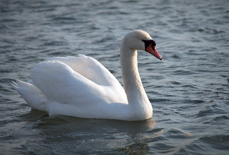 The mute swan (Cygnus olor). White swans on water. White swans swimming on river. Swimming birdsの写真素材