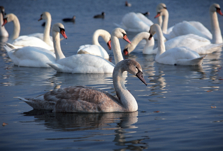 The mute swan (Cygnus olor). White swans on water. White swans swimming on river. Swimming birdsの写真素材