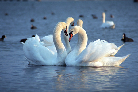 The mute swan (Cygnus olor). White swans on water. White swans swimming on river. Swimming birdsの写真素材