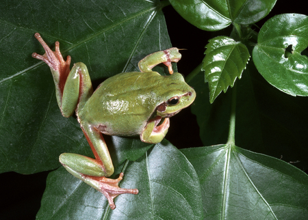 European tree frog (Hyla arborea)の写真素材