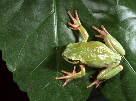European tree frog (Hyla arborea)の写真素材