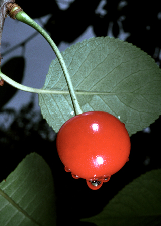 Cherry on a green leaf background. Close-up cherry tree branches and fruitの写真素材