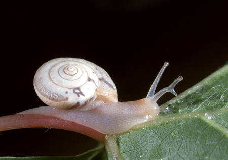 Land snail with a parasite in the eye stemの写真素材
