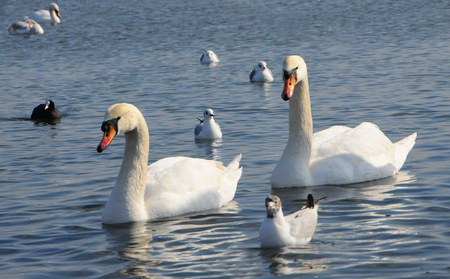 Swans - wintering waterfowl in the Black Seaの写真素材
