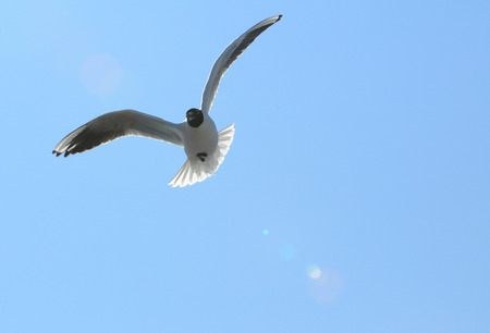 Birds of Ukraine.Gulls fly against the blue sky. Wintering waterfowl. Black Seaの写真素材