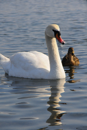 Birds of Ukraine.の写真素材