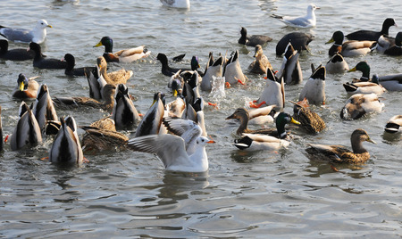 Birds of Ukraine. Swans, gulls and ducks - wintering waterfowl in the Black Seaの写真素材