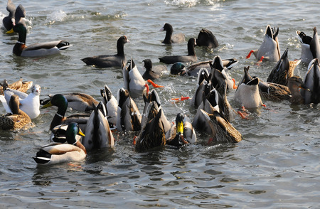 Birds of Ukraine. Swans, gulls and ducks - wintering waterfowl in the Black Seaの写真素材