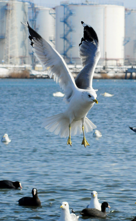 Birds of Ukraine.の写真素材