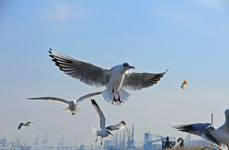 Birds of Ukraine.Gulls fly against the blue sky. Wintering waterfowl. Black Seaの写真素材