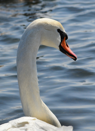 Swans - wintering waterfowl in the Black Seaの写真素材