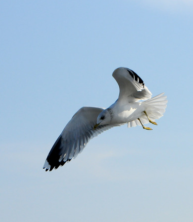 Birds of Ukraine.Gulls fly against the blue sky. Wintering waterfowl. Black Seaの写真素材