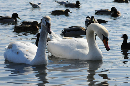 Birds of Ukraine. Swans, gulls and ducks - wintering waterfowl in the Black Seaの写真素材