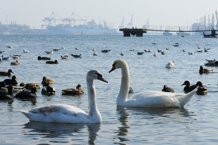 Birds of Ukraine. Swans, gulls and ducks - wintering waterfowl in the Black Seaの写真素材