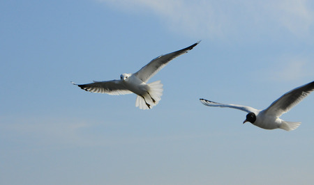Birds of Ukraine.Gulls fly against the blue sky. Wintering waterfowl. Black Seaの写真素材