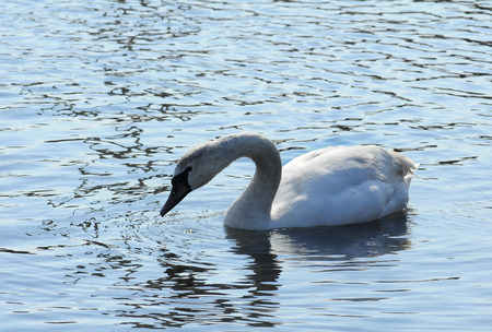 Swans - wintering waterfowl in the Black Seaの写真素材