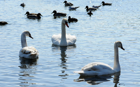 Birds of Ukraine. Swans, gulls and ducks - wintering waterfowl in the Black Seaの写真素材