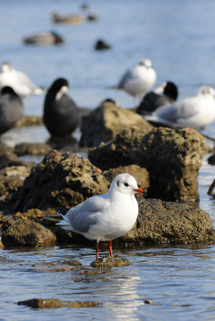 Birds of Ukraine. Swans, gulls and ducks - wintering waterfowl in the Black Seaの写真素材