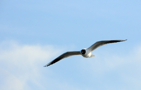 Birds of Ukraine.Gulls fly against the blue sky. Wintering waterfowl. Black Seaの写真素材