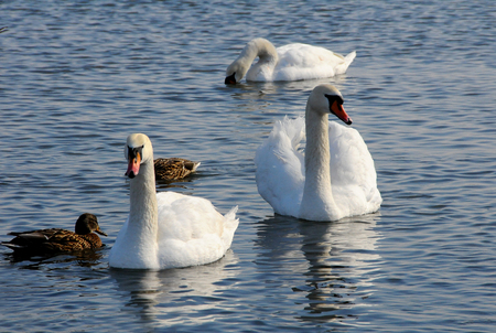 Birds of Ukraine. Swans, gulls and ducks - wintering waterfowl in the Black Seaの写真素材