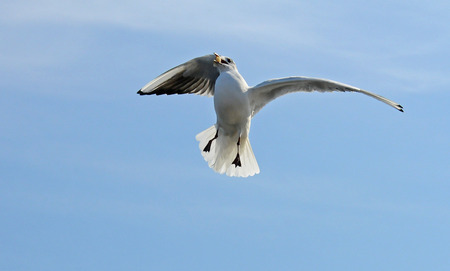 Birds of Ukraine.Gulls fly against the blue sky. Wintering waterfowl. Black Seaの写真素材