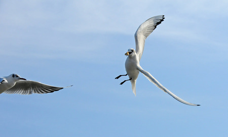 Birds of Ukraine.Gulls fly against the blue sky. Wintering waterfowl. Black Seaの写真素材