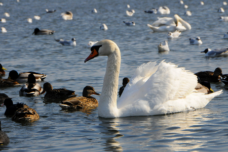 Birds of Ukraine. Swans, gulls and ducks - wintering waterfowl in the Black Seaの写真素材