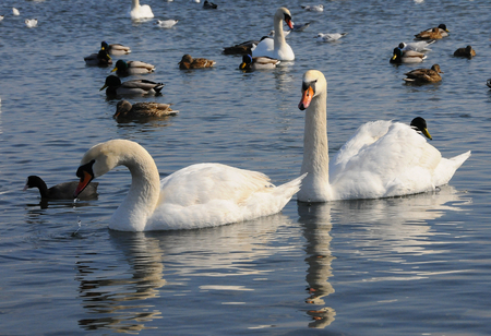Birds of Ukraine. Swans, gulls and ducks - wintering waterfowl in the Black Seaの写真素材