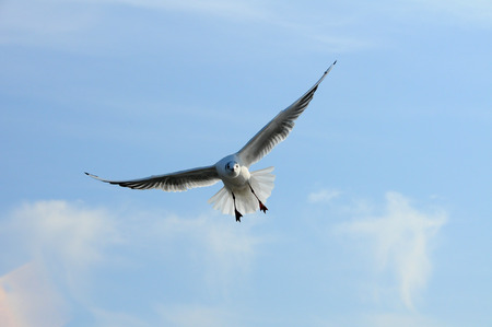 Birds of Ukraine.Gulls fly against the blue sky. Wintering waterfowl. Black Seaの写真素材