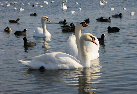 Birds of Ukraine. Swans, gulls and ducks - wintering waterfowl in the Black Seaの写真素材