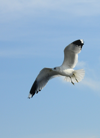 Birds of Ukraine.Gulls fly against the blue sky. Wintering waterfowl. Black Seaの写真素材