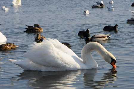 Birds of Ukraine. Swans, gulls and ducks - wintering waterfowl in the Black Seaの写真素材