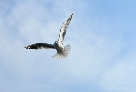 Birds of Ukraine.Gulls fly against the blue sky. Wintering waterfowl. Black Seaの写真素材