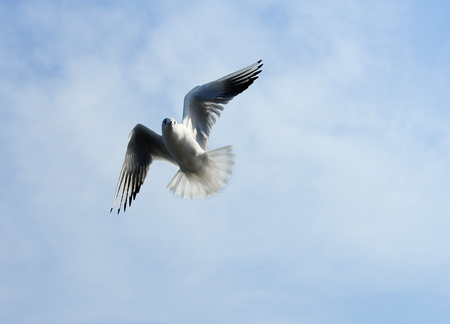 Birds of Ukraine.Gulls fly against the blue sky. Wintering waterfowl. Black Seaの写真素材