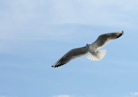 Birds of Ukraine.Gulls fly against the blue sky. Wintering waterfowl. Black Seaの写真素材