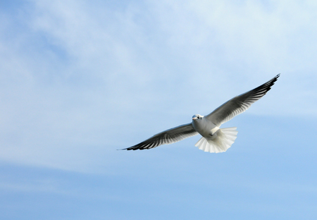 Birds of Ukraine.Gulls fly against the blue sky. Wintering waterfowl. Black Seaの写真素材