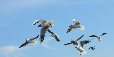 Birds of Ukraine.Gulls fly against the blue sky. Wintering waterfowl. Black Seaの写真素材
