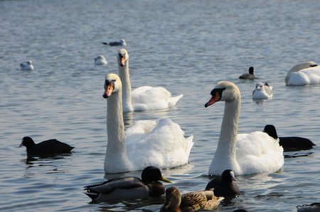 Birds of Ukraine. Swans, gulls and ducks - wintering waterfowl in the Black Seaの写真素材