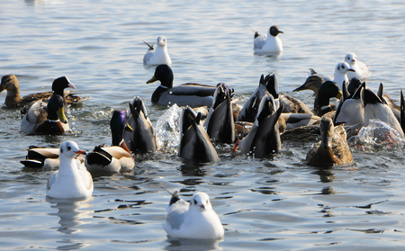 Birds of Ukraine. Swans, gulls and ducks - wintering waterfowl in the Black Seaの写真素材