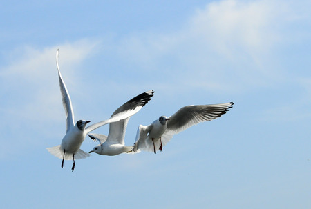 Birds of Ukraine. Gulls fly against the blue sky.の写真素材