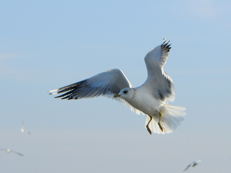 Birds of Ukraine.Gulls fly against the blue sky. Wintering waterfowl. Black Seaの写真素材