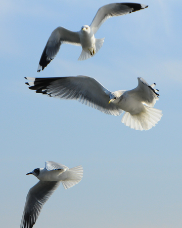 Birds of Ukraine.Gulls fly against the blue sky. Wintering waterfowl. Black Seaの写真素材