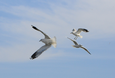 Birds of Ukraine.Gulls fly against the blue sky. Wintering waterfowl. Black Seaの写真素材